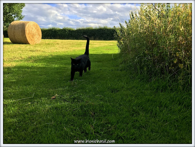 Parsley's Epic Field Excursion ©BionicBasil® The Sunday Selfies