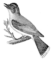 bird antique digital fly catcher perched illustration illustrations tree transfer clip downloads birds stamp looking transfers