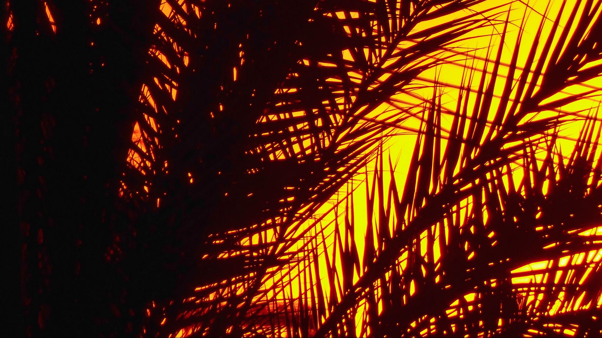 HD Wallpaper Sunset, Evening, Palm, Branches