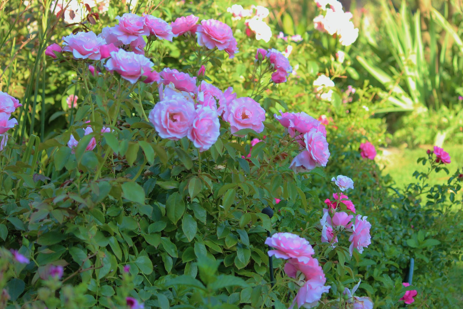 A Very Good Life GBBD The Garden in Context