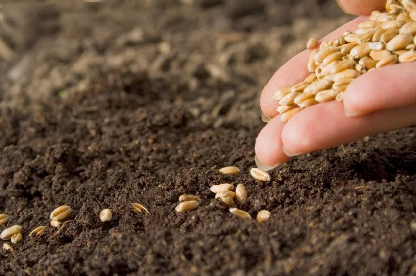 Imagem mostrando bem de perto com close em uma mão a semeadura de um terreno.
