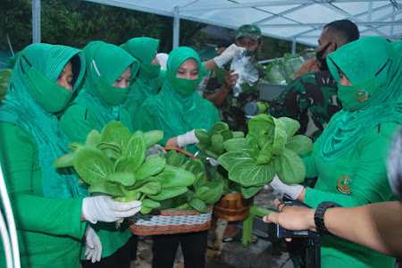   Budidaya Tanaman Sayur Secara Hidroponik Dengan Manfaatkan Lahan Kosong 