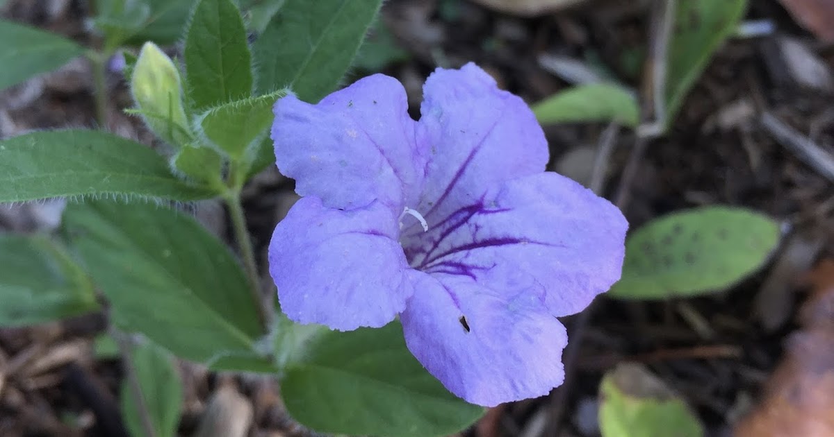 Where the Wild Petunia Blooms