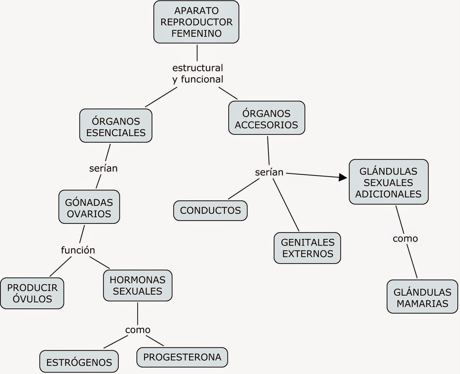 Mapa Conceptual Sistema Reproductor Femenino Aparato Reproductor Images