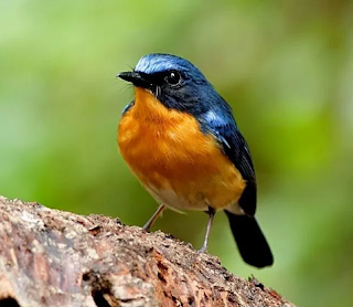 Cara Merawat Burung Tledekan Agar Rajin Suara Gacor Gila