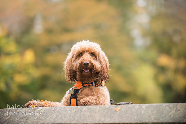 Cockapoo photography Aberdeenshire by Hairy Dog