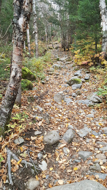 Sentier en direction du mont Gosford