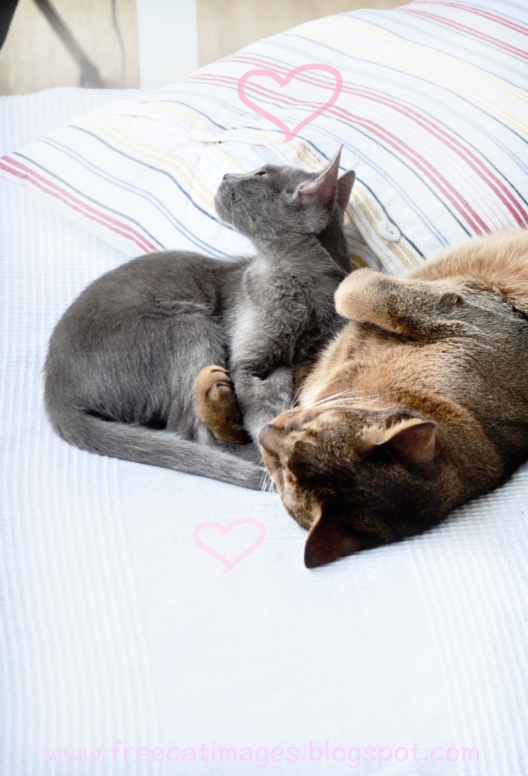 Free Cat Images arm in arm two cats tomcat with kitten