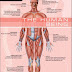 The Visual Dictionary of The Human Being. The Visual Dictionary of The Human Being.