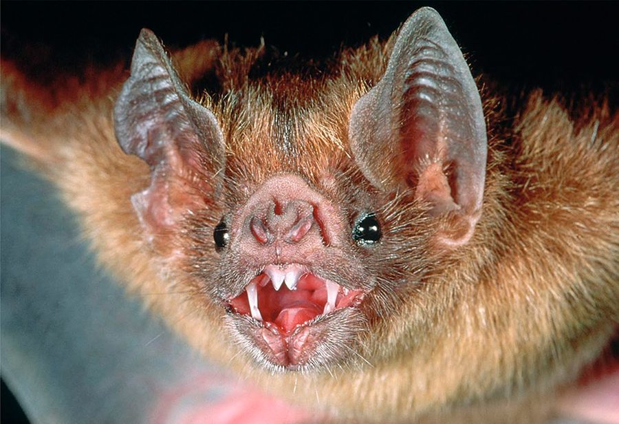 Square Using Vampire Bat to Predict Rabies