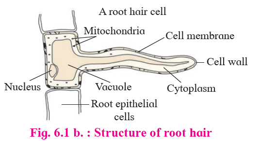 Plant Water Relation : Notes : Class 12th Biology Chapter 6