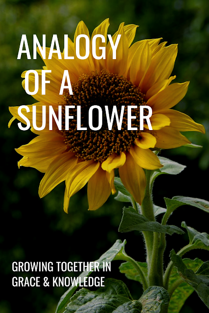 Analogy of a Sunflower. How to avoid wilting in your spiritual life.