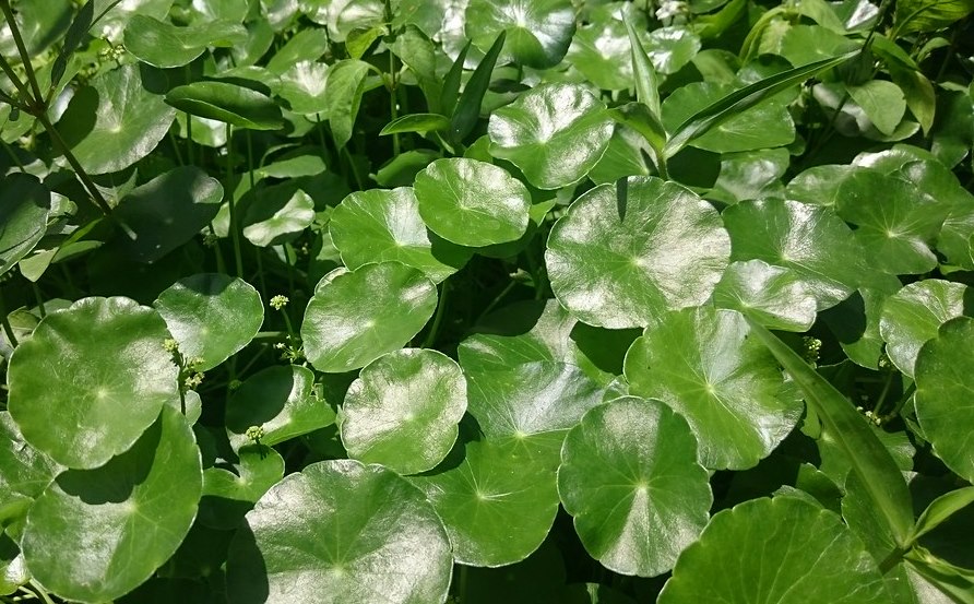 Tanaman Hias Air Yang Berkhasiat Herbal Antanan Pegagan Air Antanan Daun Besar Water Pennywort Hydrocotyle Verticilata Thunb Planter And Forester