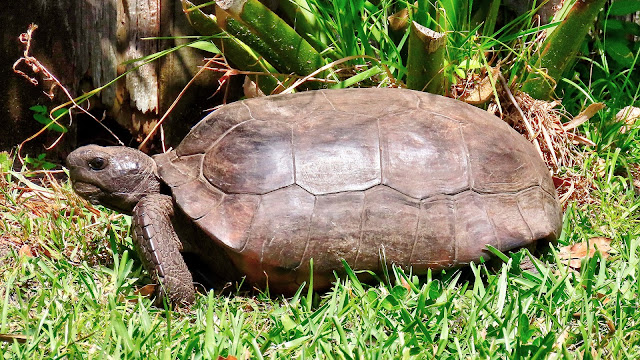 Big Ole Gopher Tortoise