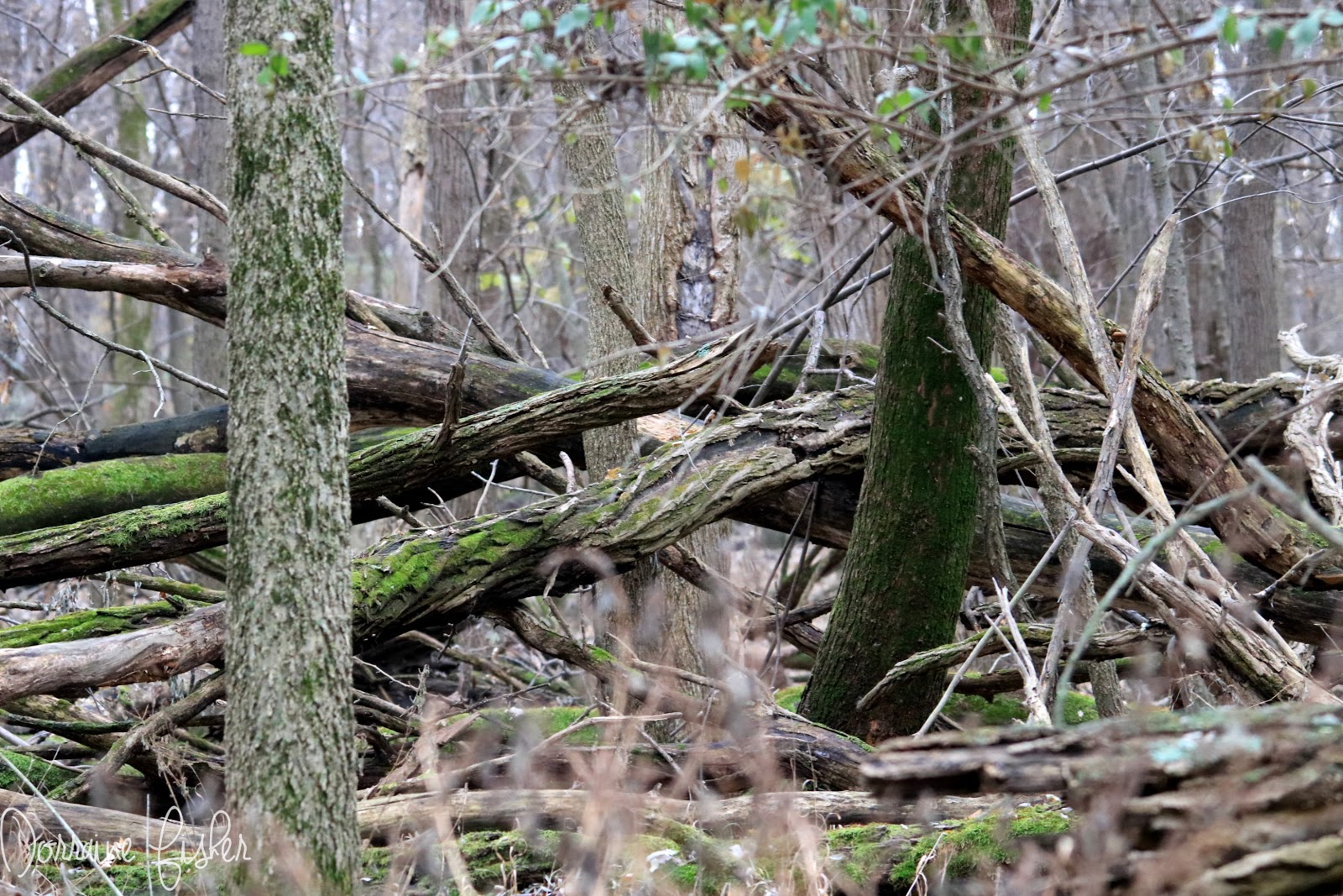 Is Bigfoot Building A Fence? The Crypto Crew