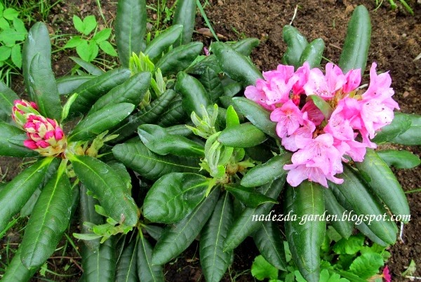 Nadezda's Gardening and Craft: Рододендрон "Хельсинский Университет"