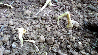 Onions dying back ready to lift Green Fingered Blog