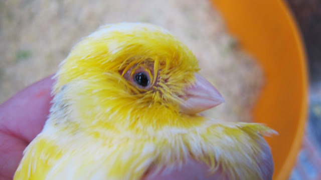 The Most Common Diseases That Can Affect The Canary Bird