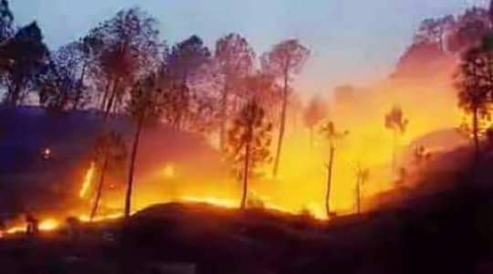 पतरौल ज्यू - कुमाऊँनी कविता, poem in kumaoni language about saving forests,kumaoni bhashamein kavita, kumaoni kavita पतरौल ज्यू - कुमाऊँनी कविता, poem in kumaoni language about saving forests,kumaoni bhashamein kavita, kumaoni kavita