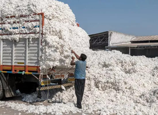 Declining foreign cotton exports market to a decline cotton crop apmc market price agriculture in India cotton market income increase agriculture in Gujarat farmer