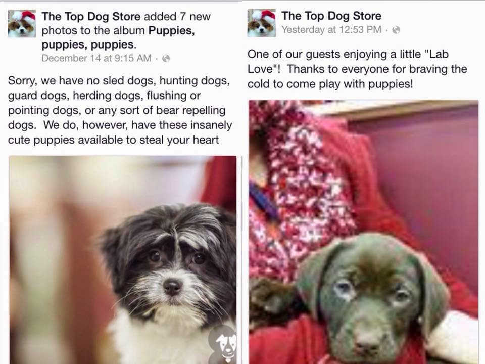 Puppy Mills Exposed The Beginning of the Top Dog Store Series The