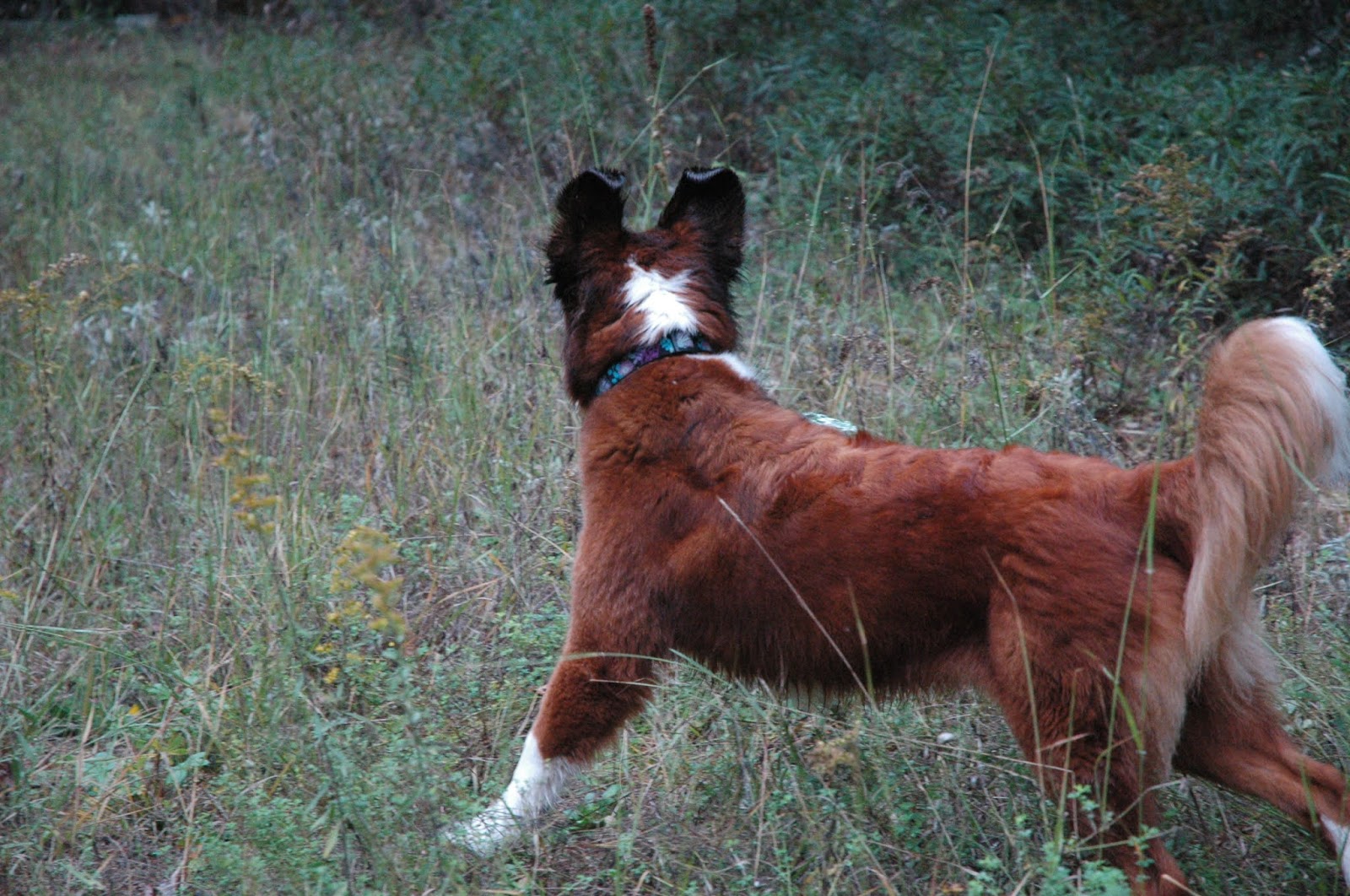 Paws for Reaction My dog is afraid Common fears in dogs and how to