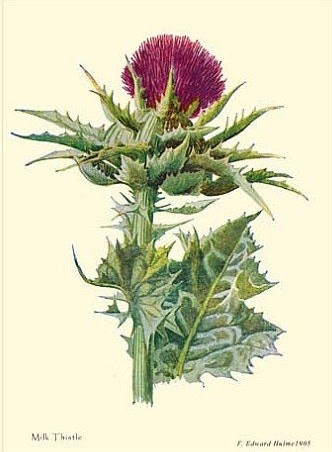 Milk Thistle, probably better taken as an herb than hung around the neck...