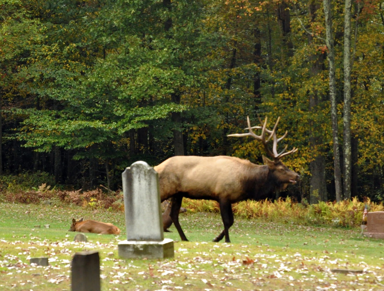 MidAtlantic DayTrips Add Hearing the Elk Bugle to Your Bucket List