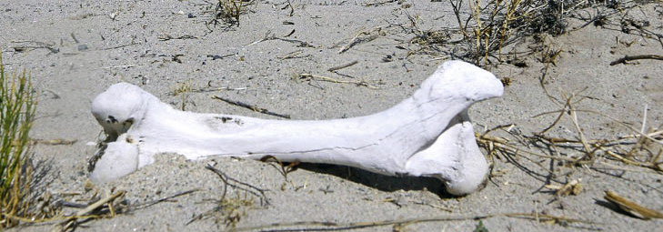 Drapiert und angedichtet: Dahinvegitiert