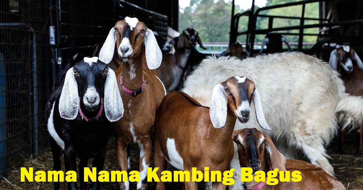 89 Nama Kambing Yang Bagus dan Cepat Beranak dan Gemuk dan Sehat