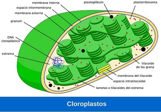 Cloroplatos