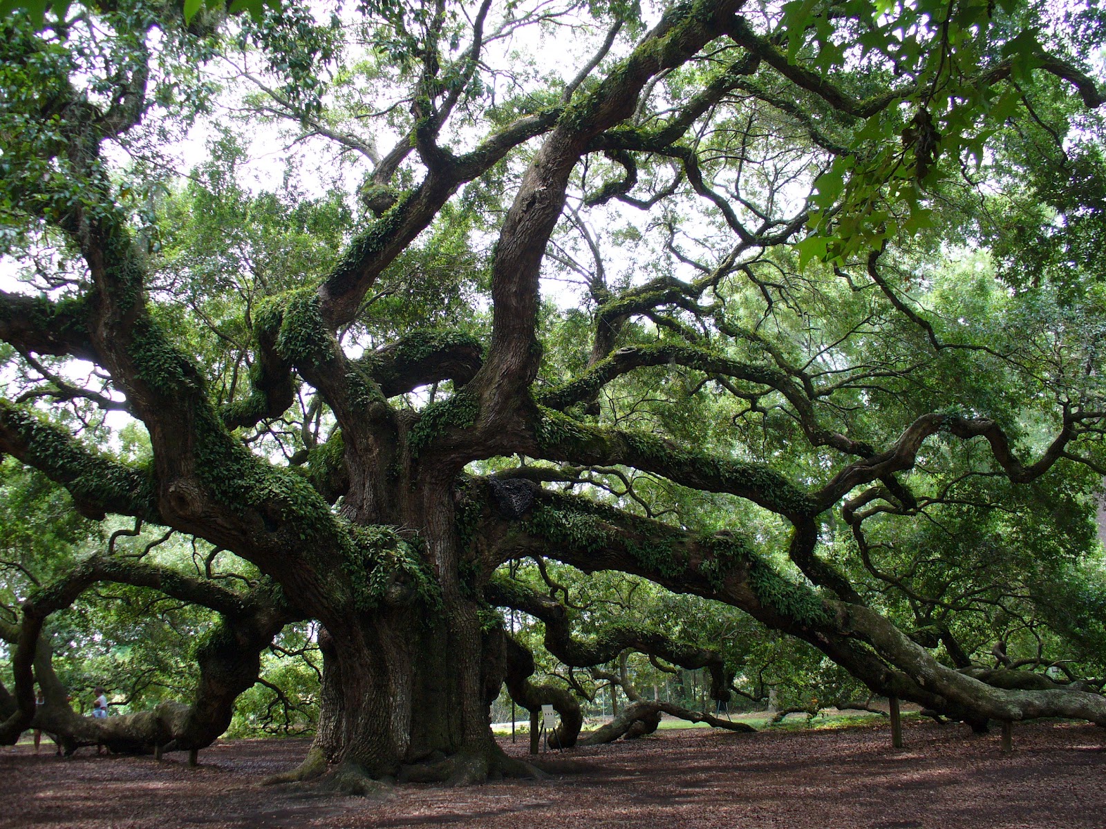 Angel Oak Tree Charleston South Carolina USA Amazing Things in