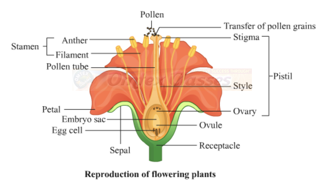 Education Chapter 3 Life Processes In Living Organisms Part 2