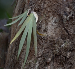 flora andhrika plant wealth of andhra pradesh india part i introduction gymnosperms nymphaeales to asparagales flora andhrika plant wealth of andhra