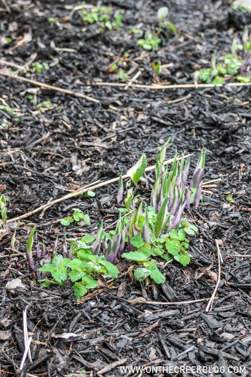 Small Hosta Plants | On The Creek Blog