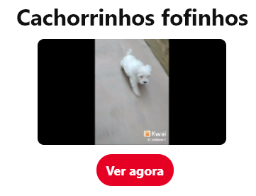 filhote... maltês