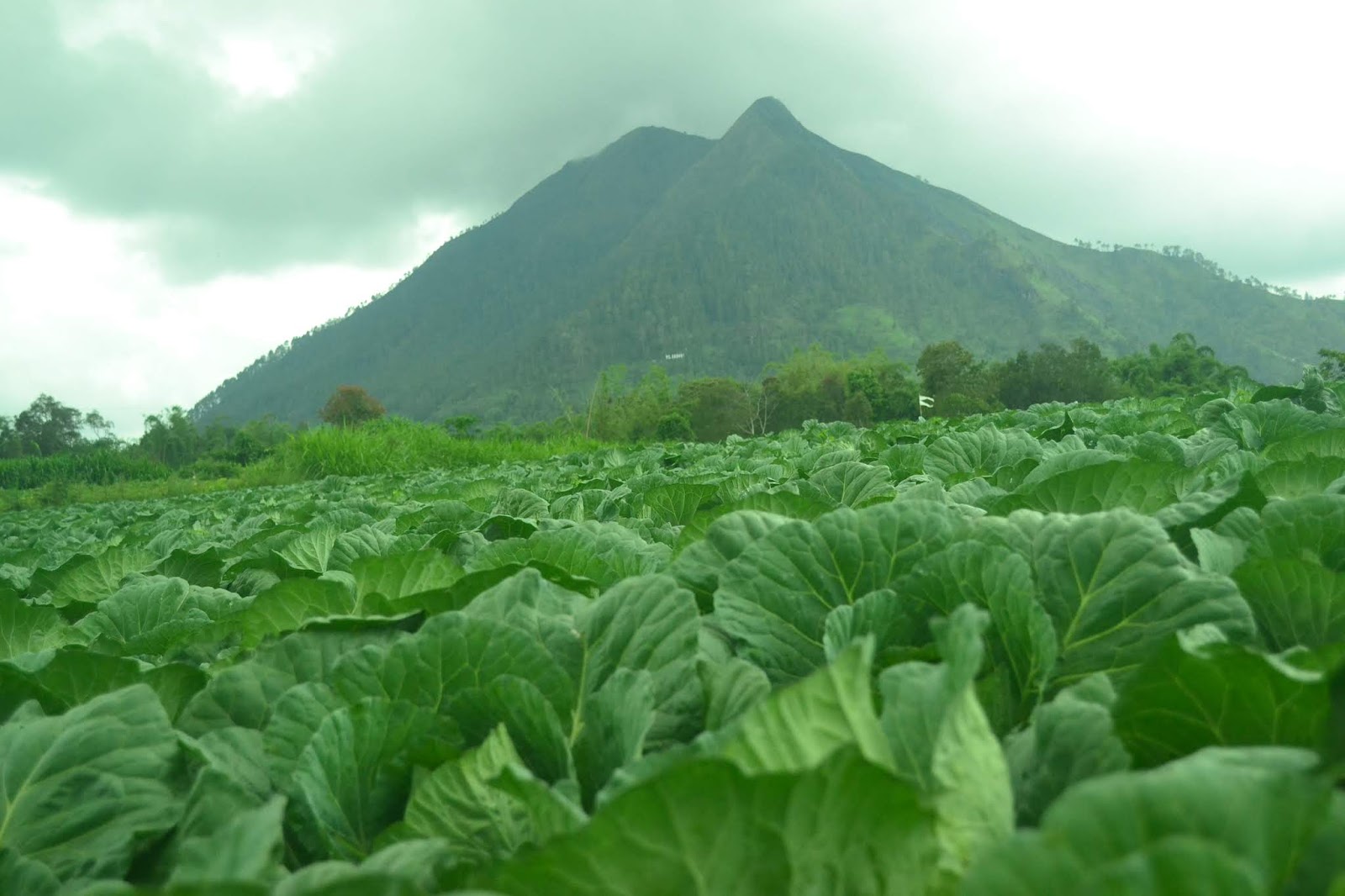 Kampung dukuh kopeng