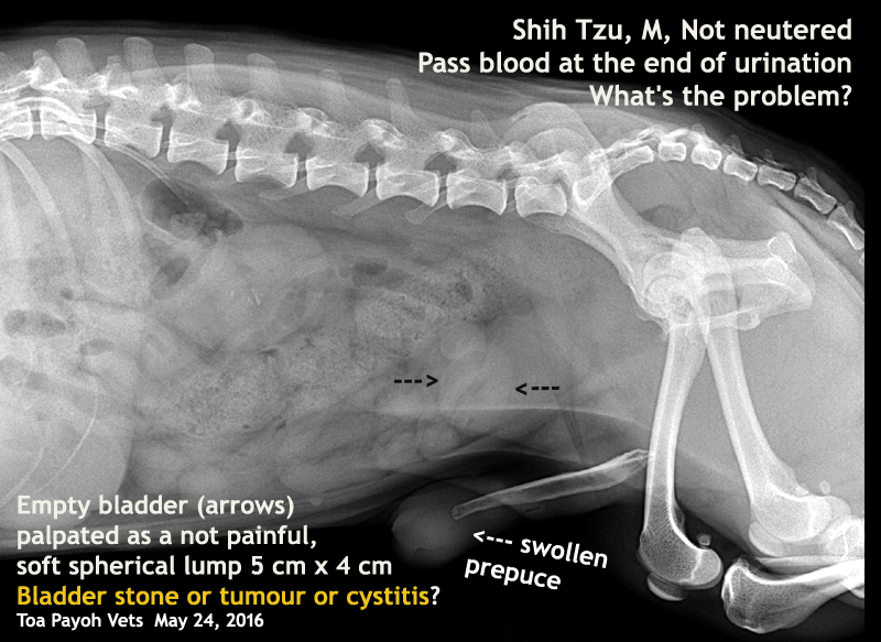 2016vets 46. A 9yearold Shih Tzu passes blood at the end of