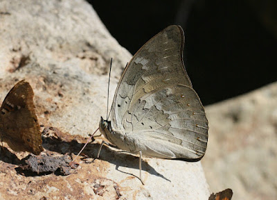 Mariposa demofón (Archaeoprepona demophon)