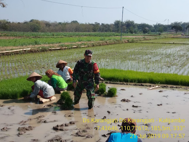 Babinsa Bantu Petani Tanam Padi IR 64
