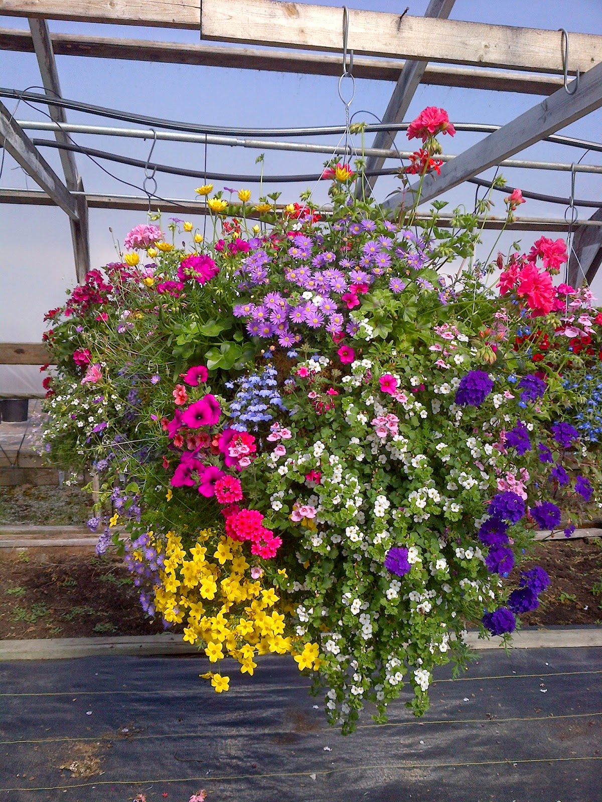 BLOOMERS BLOOM VANCOUVER HANGING BASKETS (604) 818 2819 CALL US. FREE