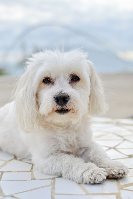 Maltese