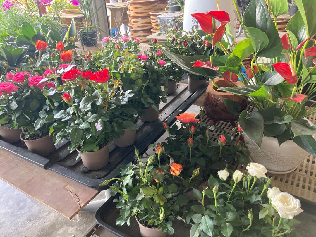 Kedai Pokok Bunga Murah Di Banting Selangor Azwar Syuhada