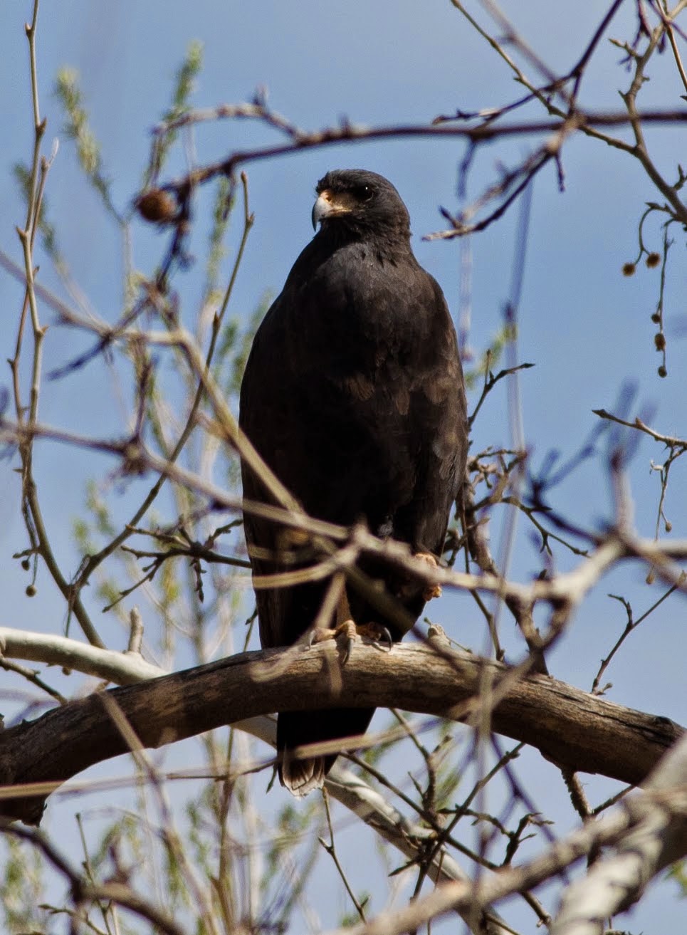 Common Black Hawk