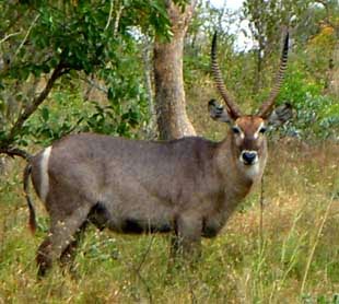 Waterbuck