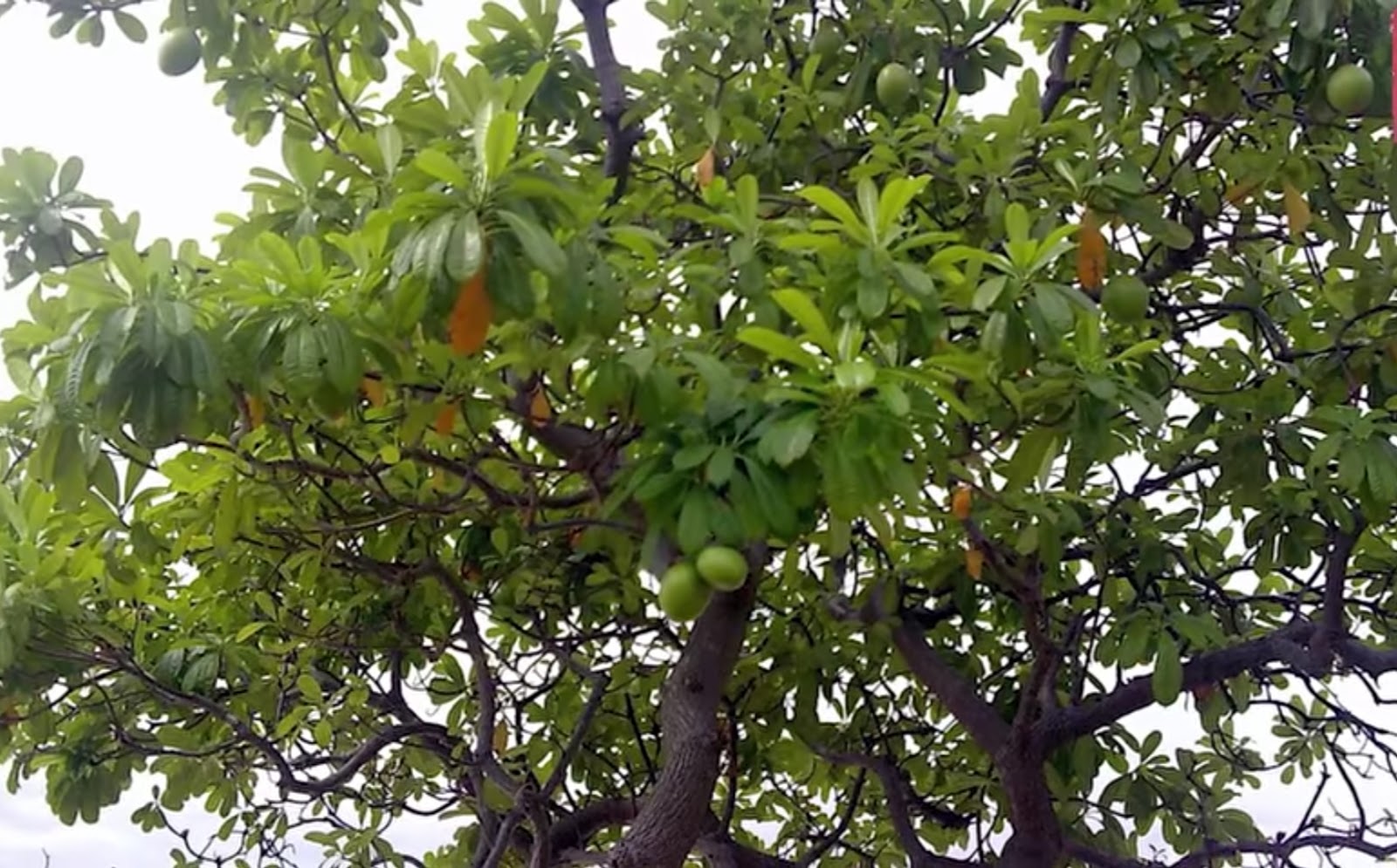 Most Dangerous Tree in The World Ratsasan