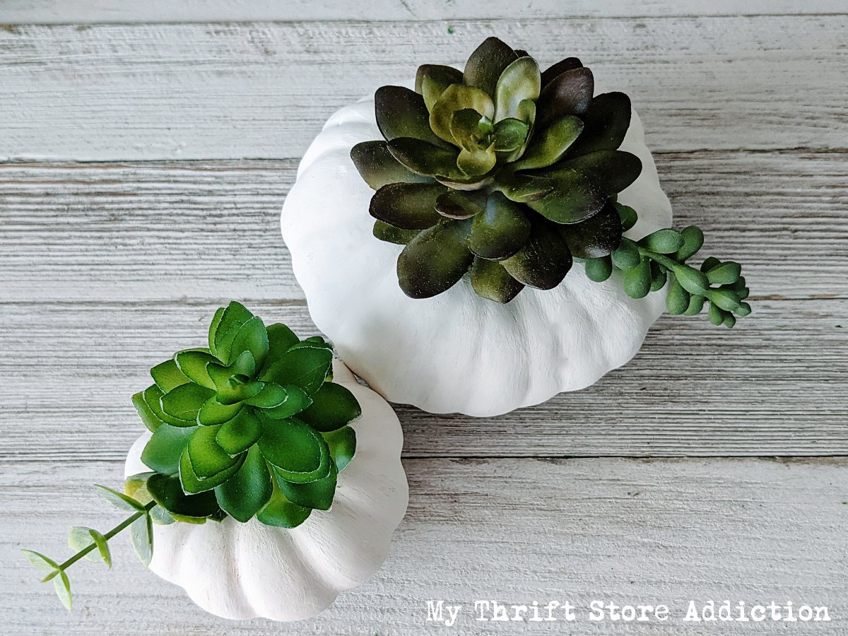 DIY succulent pumpkins