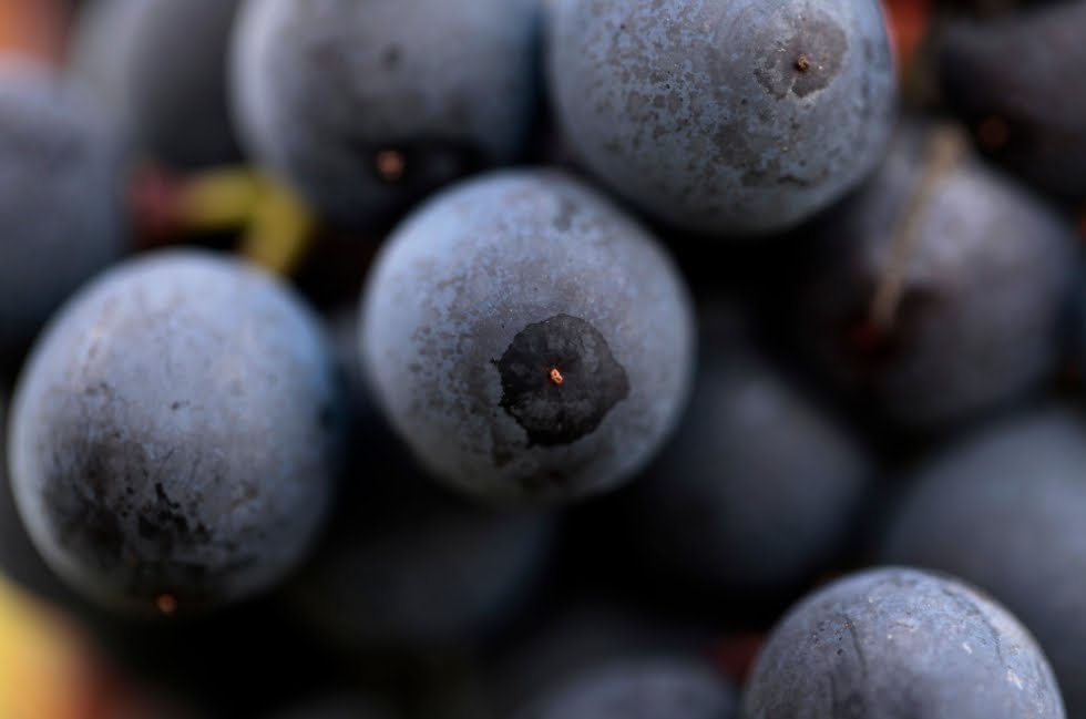 Notte di San Silvestro: Uva e Vestiti con Glitter per la Festa di Capodanno. Notte di San Silvestro: Uva e Vestiti con Glitter per la Festa di Capodanno.