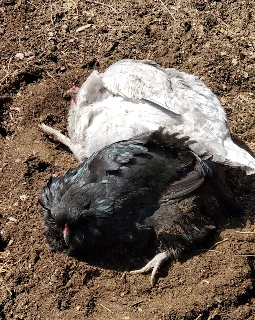 chickens dust bathing