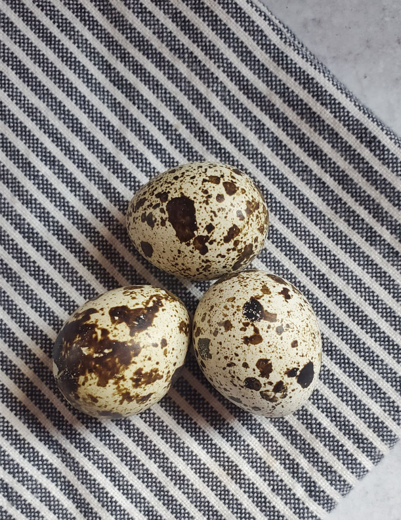 Poultry Egg Identification Chart Chicken Duck Goose Quail Turkey Emu